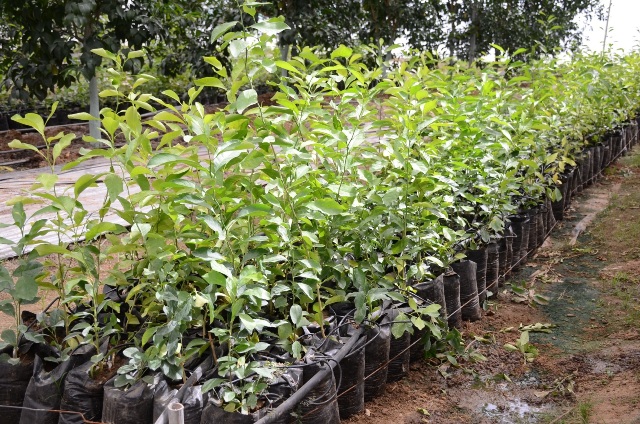 About 50,000 young samplings of different citrus fruits are grafted in the state-of-the-art centre at Kota. 